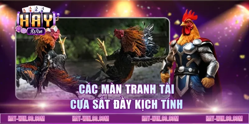 Các màn tranh tài cựa sắt đầy kịch tính