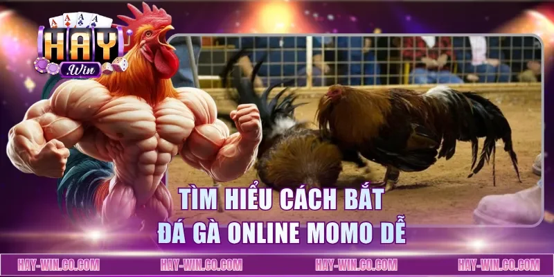 Tìm hiểu cách bắt đá gà online Momo dễ